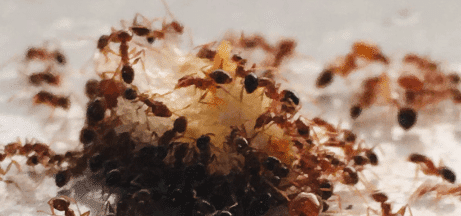 Mravi jedu hranu