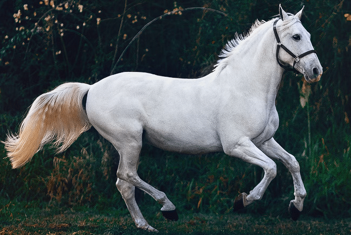 Bijeli konj koji trči