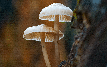 Bijele gljive na smeđem stablu