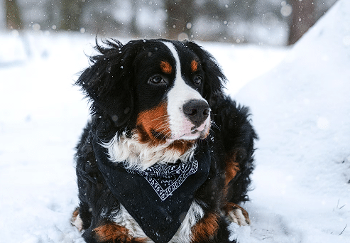 Crno bijeli pas na snijegu
