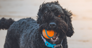 Crni pas sa narančastom lopticom u ustima
