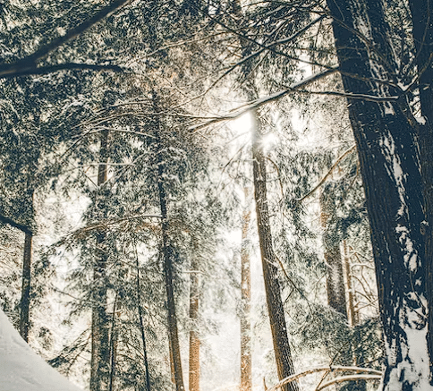Drveća pod snijegom i sunce koje sjaji