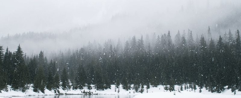 Drveća prekrivena snijegom