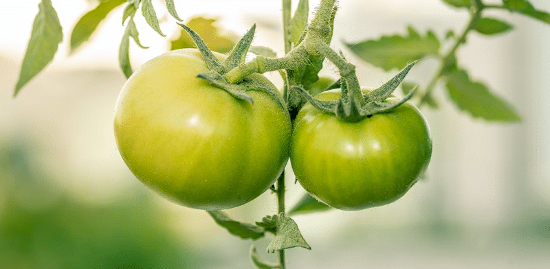 Zeleni paradajz na stabiljci zelene boje