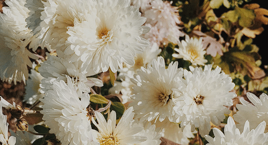 Bijeli cvijetovi
