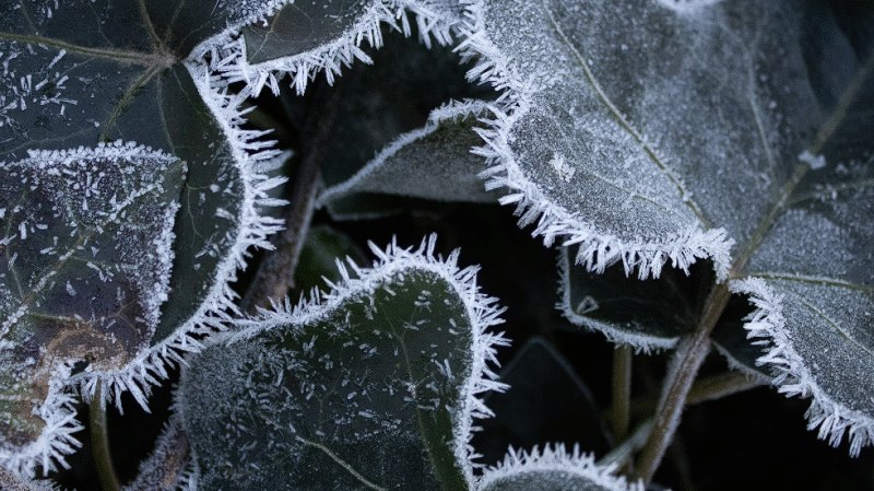Ledom okovani listovi biljke
