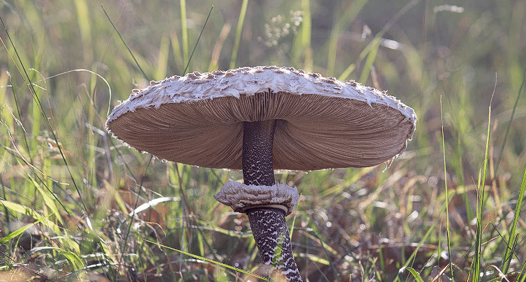 Gljiva sunčanica u prirodi