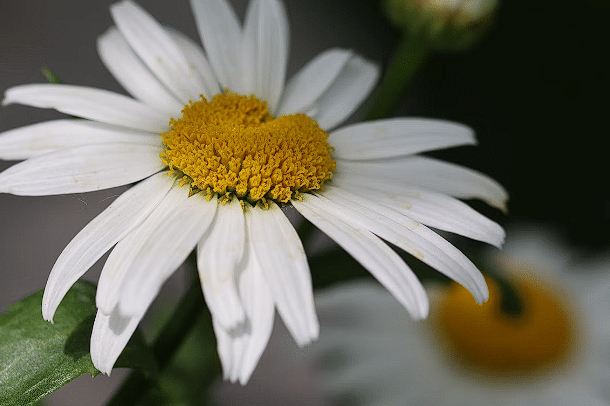Ublizana slika cvijeta