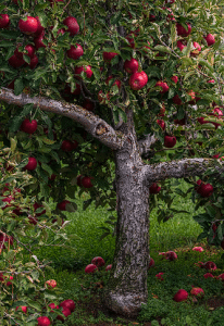 Stablo sa plodovima jabuke