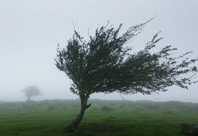 Vjetar koji nosi stablo