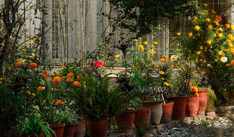 Cvijeće u vrtu