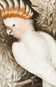 Crtež bijele papige