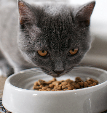 Mačka koja jede hranu