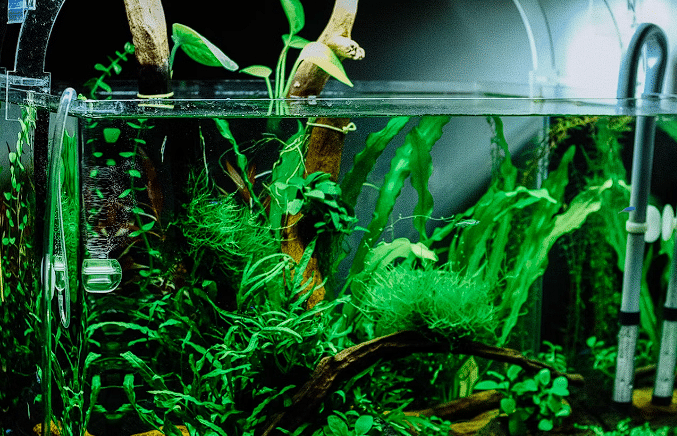 Akvarijum sa biljkama