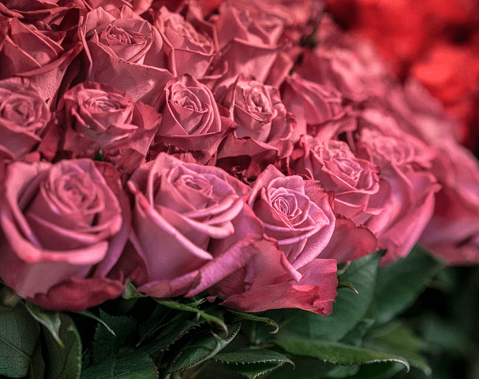 Buket ruža