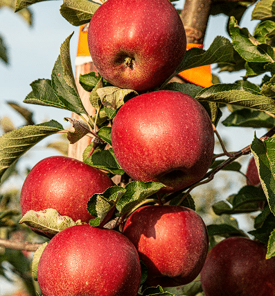 Stablo jabuke sa plodovima