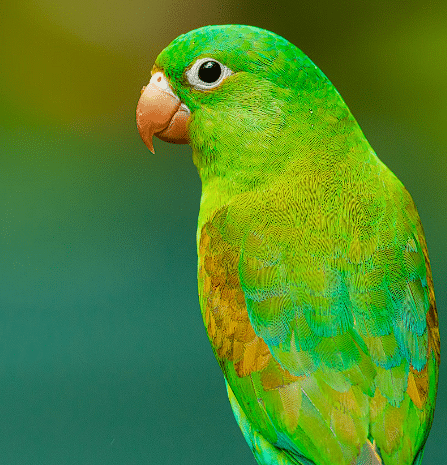 Zelena papiga