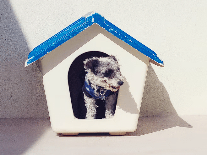 Pas u kućici bijele boje sa plavim krovom