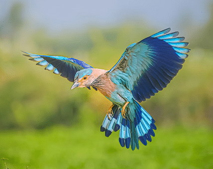 Plava ptica raširenih krila koja slijeće na pod
